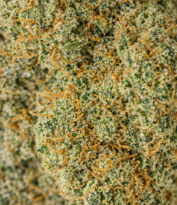 California Haze 🔫 🔫 🔫