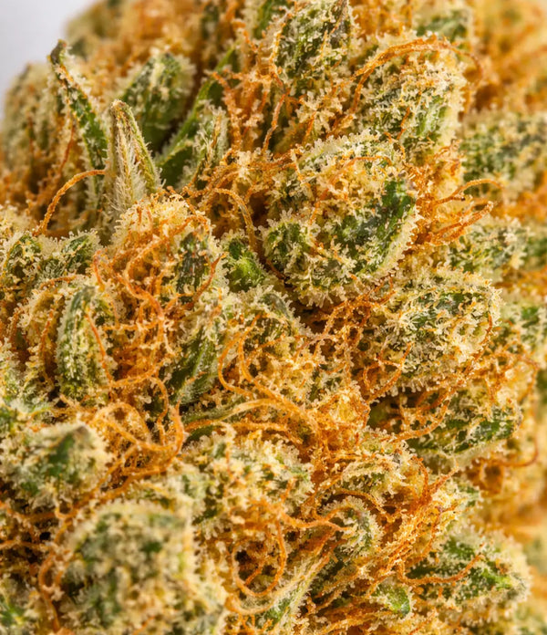 Orange Bud 🍊🍊🍊