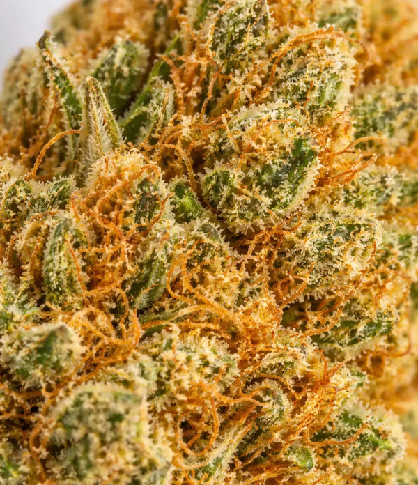 Orange Bud đđđ