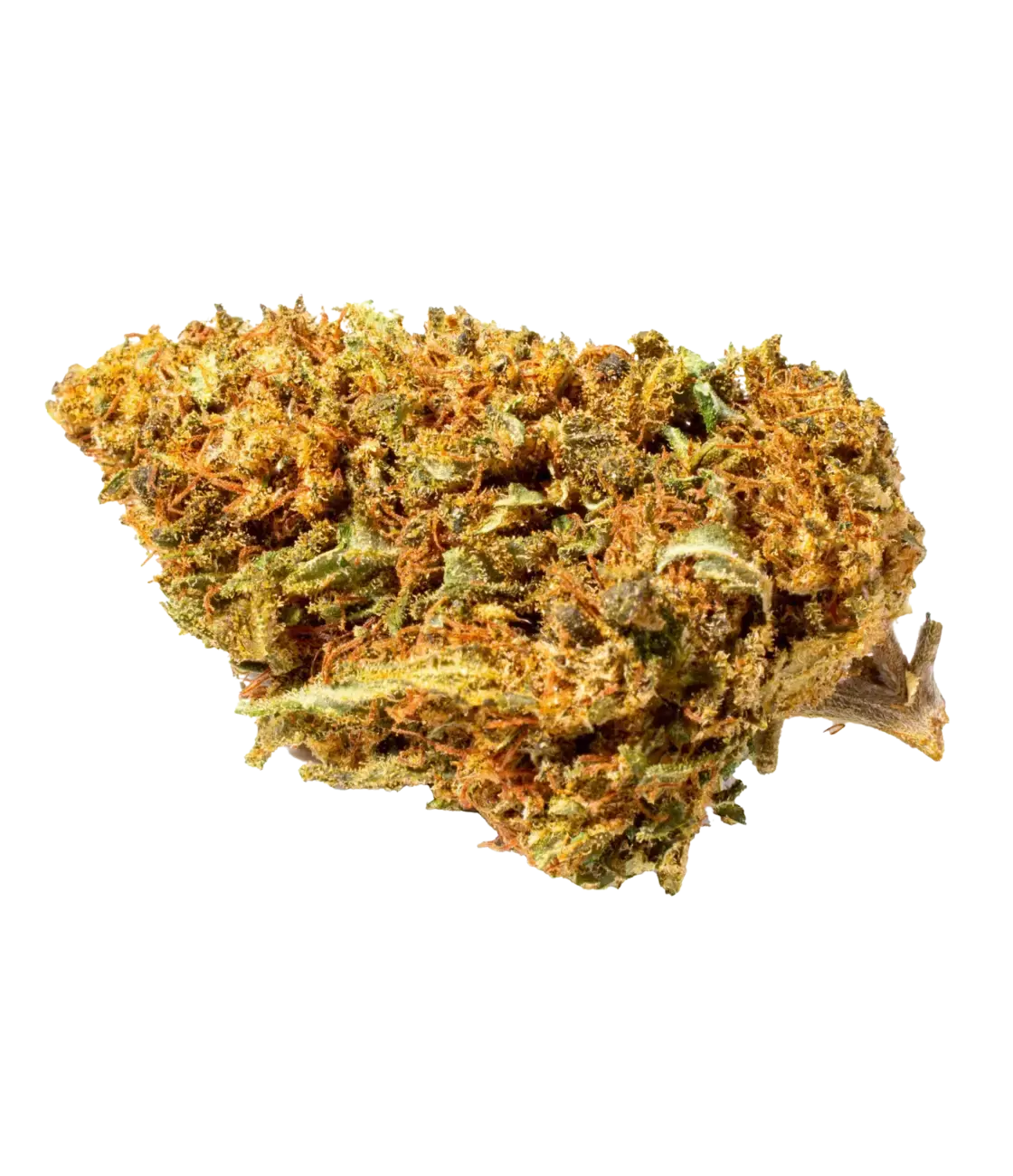 Orange Bud 🍊🍊🍊 MAGIC FLOWER