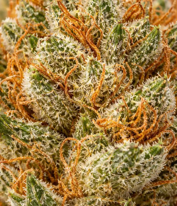 Candy Kush 🍬 🍬 🍬