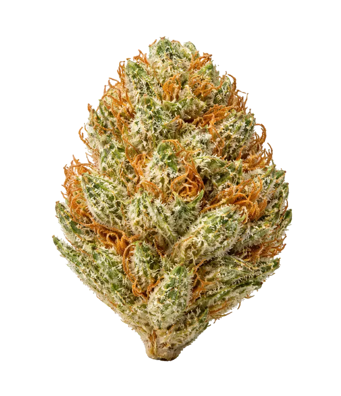 Candy Kush 🍬 🍬 🍬 MAGIC FLOWER