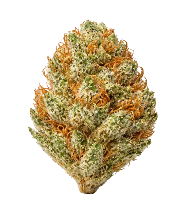 Candy Kush đŹ đŹ đŹ