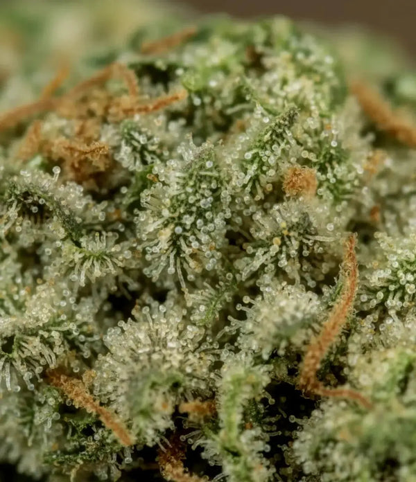 Sour Diesel ✠✠âœ