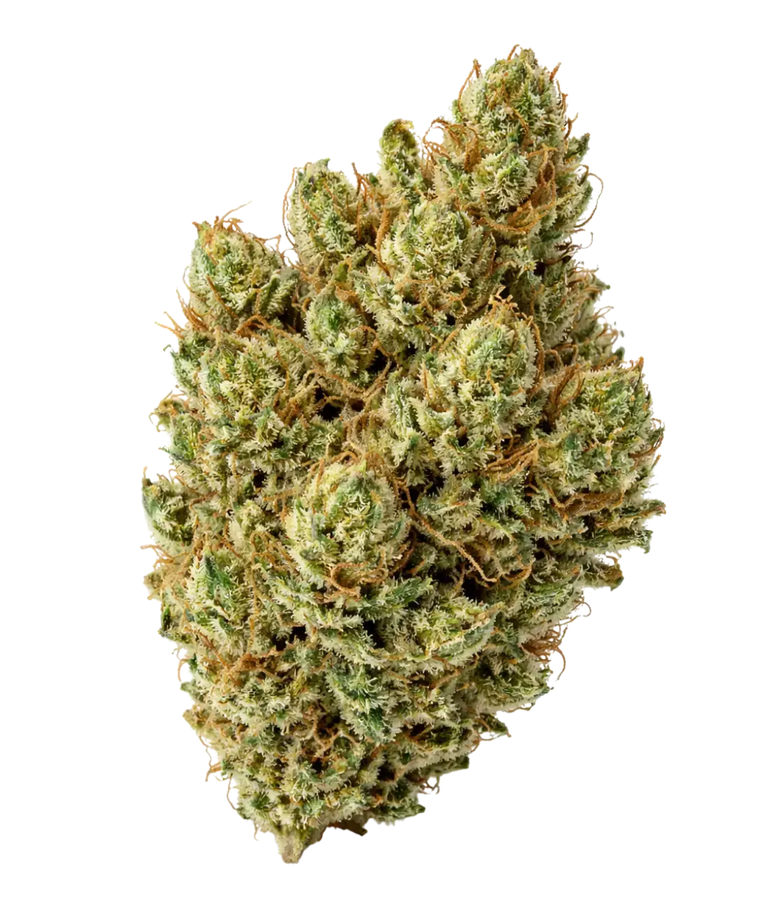 Super Silver Haze âïžâïžâïžÂ MAGIC FLOWER