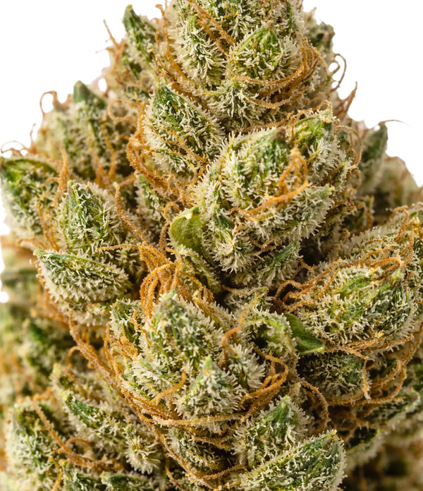 Super Silver Haze ⛓️⛓️⛓️