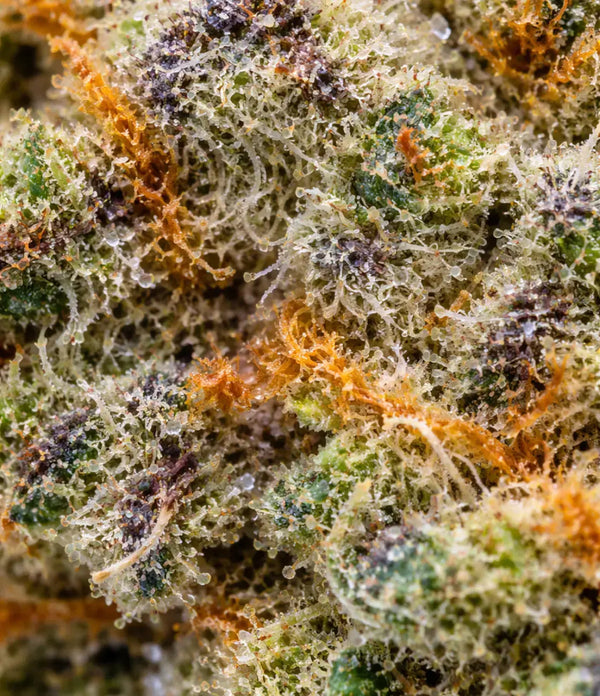 Blue Cheese đ đ đ