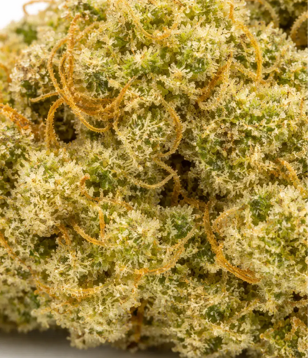 Gorilla Glue đ§ą đ§ą đ§ą