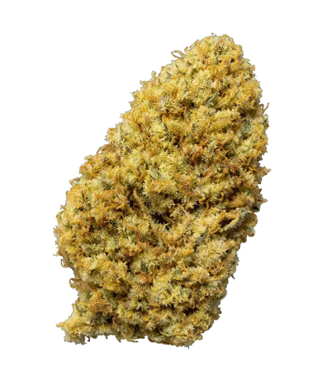 Amnesia Haze ✨ ✨ ✨ MAGIC FLOWER