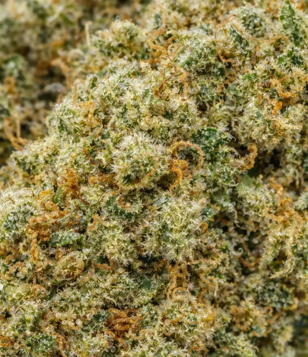 Bruce Banner đȘ đȘ đȘ