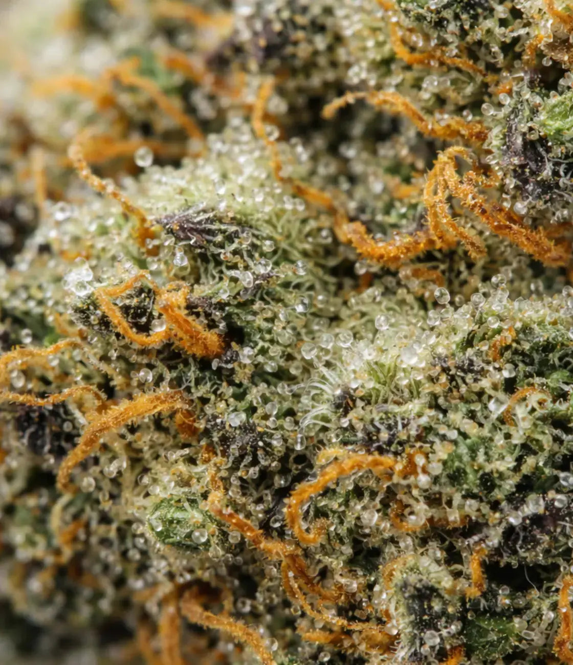 White Widow đ°đŒ đ°đŒ đ°đŒÂ MAGIC FLOWER