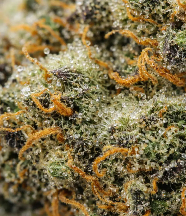 White Widow đ°đŒ đ°đŒ đ°đŒ