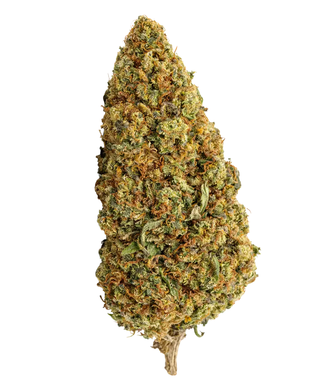 Sleepy Joe đșđž đșđž đșđžÂ MAGIC FLOWER