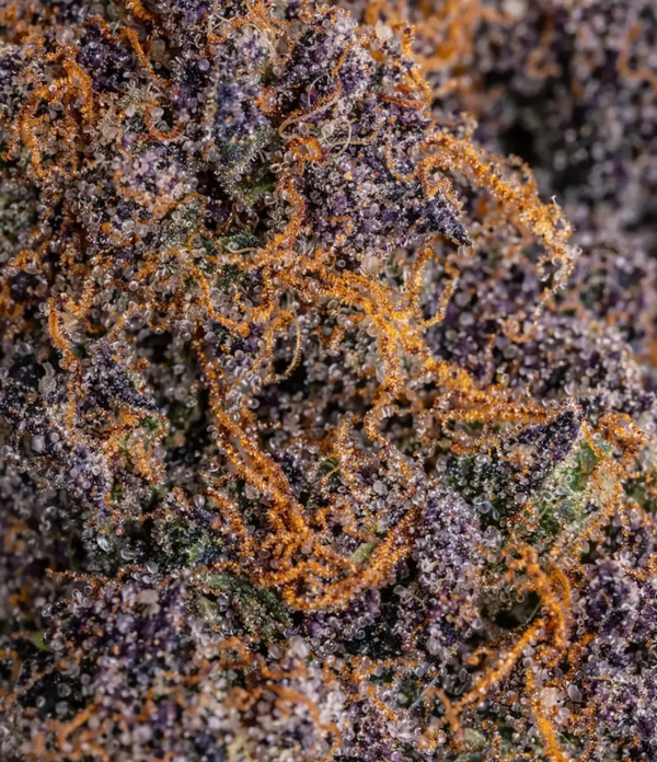 Purple Haze đ đ đ