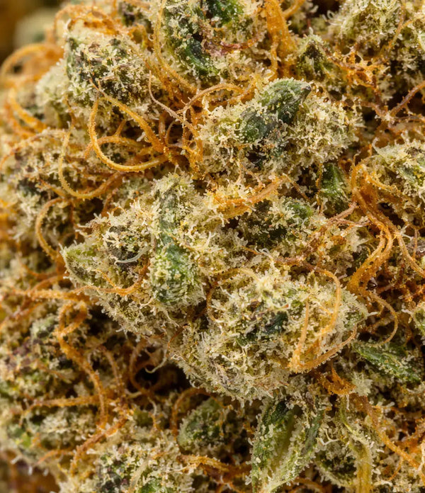 Mango Kush đ„ đ„ đ„