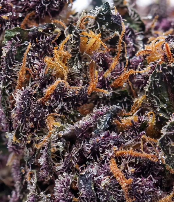Blueberry Kush đ« đ« đ«