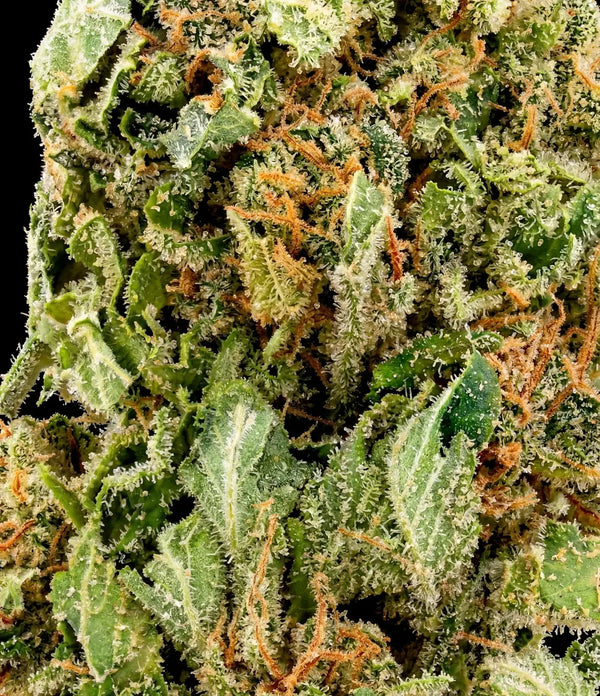 Cannatonic 🤠 🤠 🤠