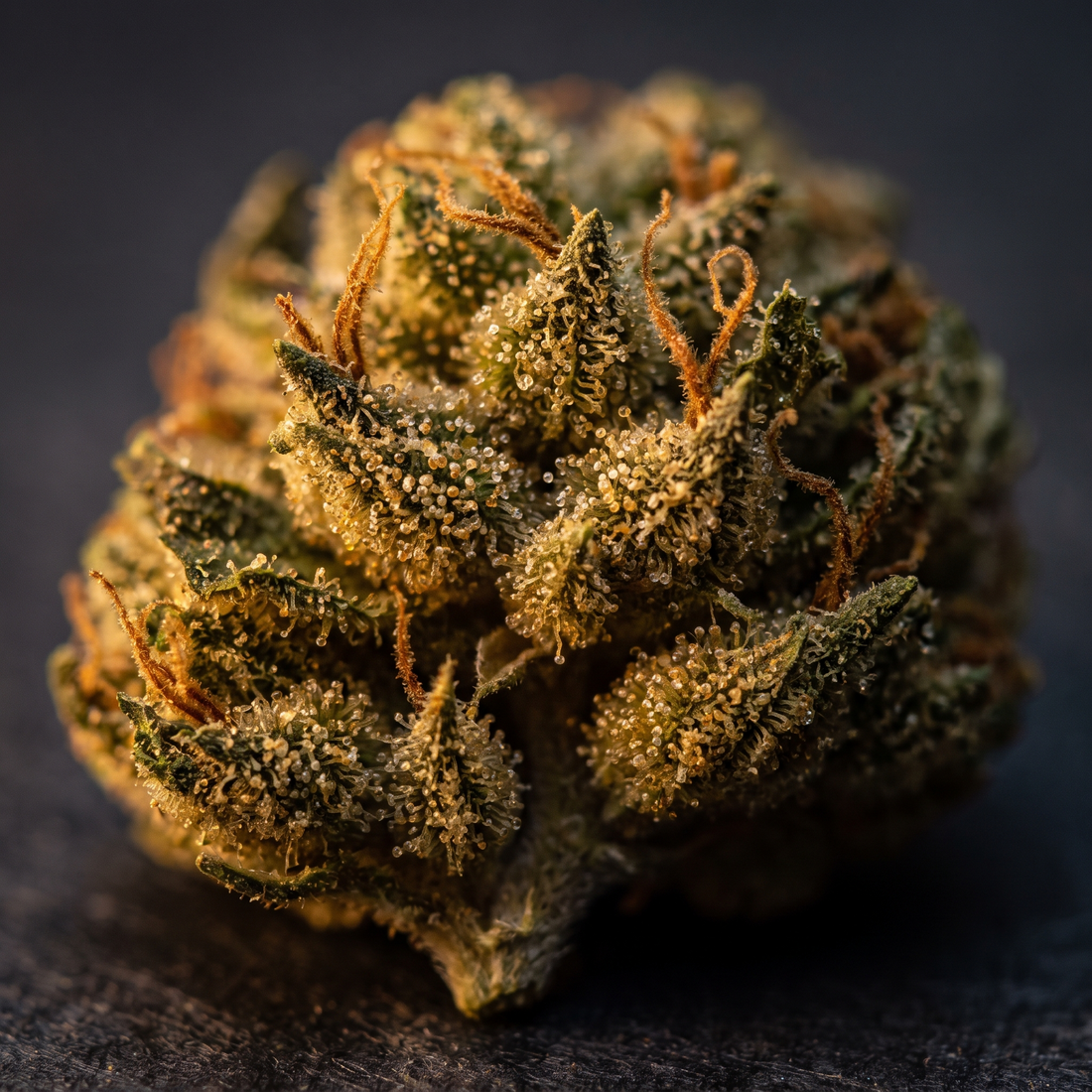 Macro d'une fleur de chanvre séchée où l'on distingue les glandes résineuses ambrées qui contiennent les cannabinoïdes