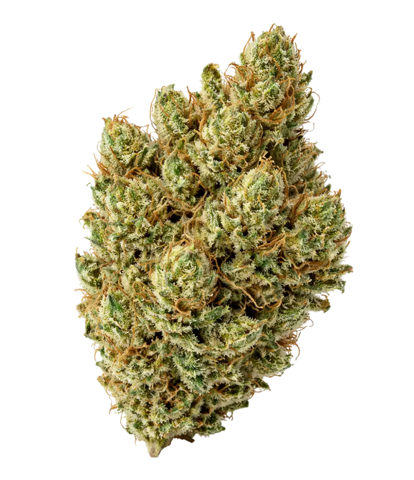 Super Silver Haze ⛓️⛓️⛓️