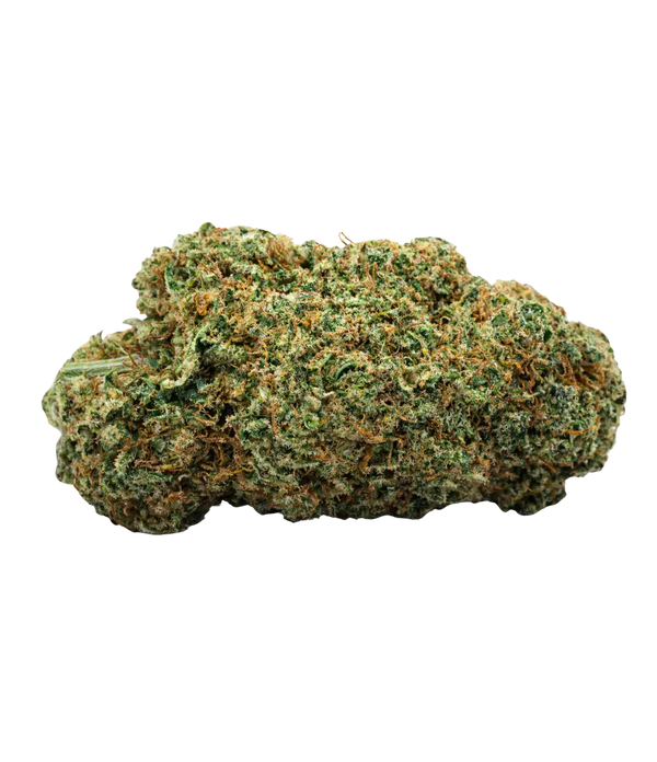 G-13 👽 👽 👽