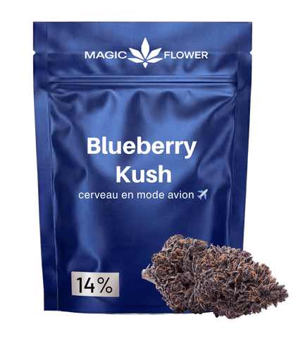 Blueberry Kush 🫐 🫐 🫐