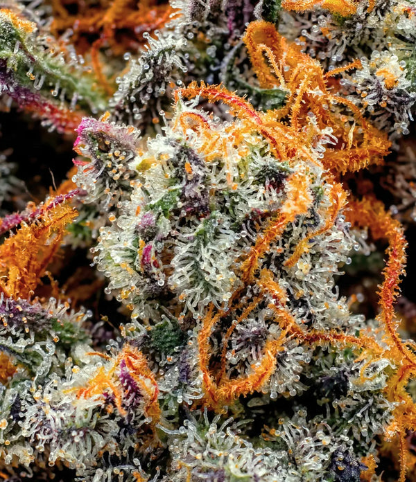 Amnesia CBX ⚡ ⚡ ⚡