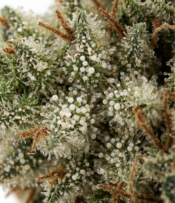 Stranger Kush X 👹 👹 👹